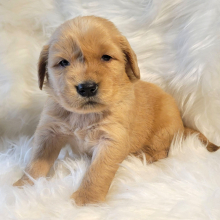 Golden Retriever Puppy Rocco