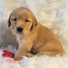 Golden Retriever Puppy Rizzo