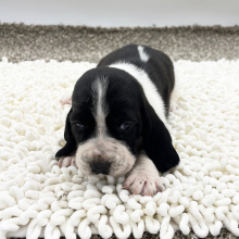 Basset Hound Puppy Andrea