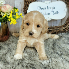 Cockapoo Puppy Lulu
