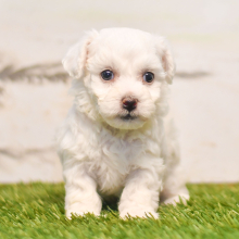 Bichon Frise Puppy Raven
