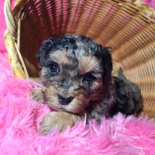 Maltipoo Puppy Olivia