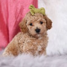 Bichonpoo Puppy Iggy