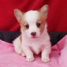 Pembroke Welsh Corgi Puppy Dahlia