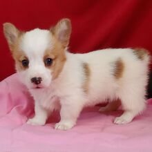 Pembroke Welsh Corgi Puppy Dahlia