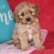 Cavapoo Puppy Rodney