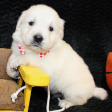 Golden Retriever Puppy Diego