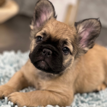 French Bulldog Puppy Fluffy Squirt
