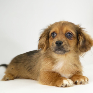 Pekehund Puppy Cody