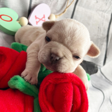 French Bulldog Puppy Zeus