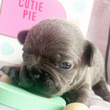 French Bulldog Puppy Harlen