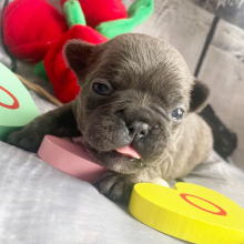 French Bulldog Puppy Leilani