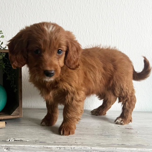 Goldendoodle Puppy Natalie