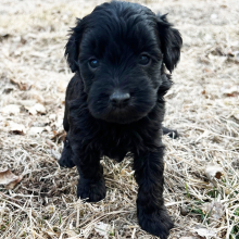 Labradoodle Puppy Floyd