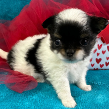 Chihuahua Puppy Oliver