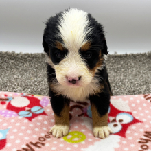 Bernese Mountain Dog Puppy Jayla