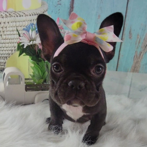 French Bulldog Puppy Annie