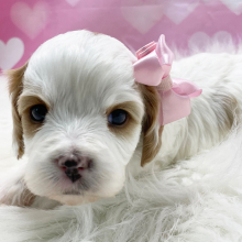 Cavapoo Puppy Athena