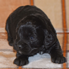 Cockapoo Puppy Calvin