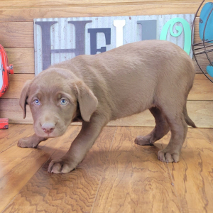 Aussiedor Puppy Hazel