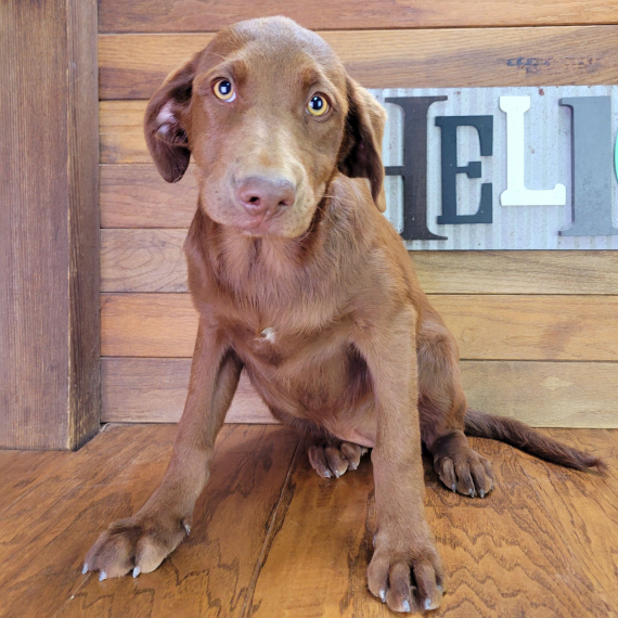 Hazel, a Chocolate Female Aussiedor Puppy 728206 PuppySpot