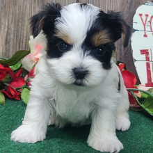 Yorkshire Terrier Puppy Reba