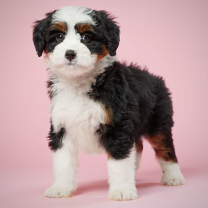 Bernedoodle Puppy Noel