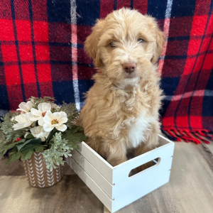 Goldendoodle Puppy Buzz