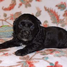 Cockapoo Puppy Rascal