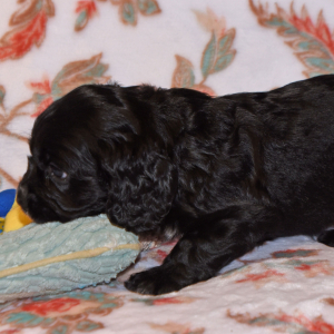 Cockapoo Puppy Rascal