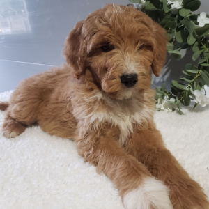 Goldendoodle Puppy Zane