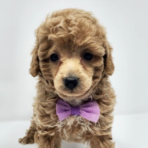 Poodle Puppy Chandler