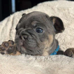 French Bulldog Puppy Jelly Bean