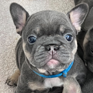French Bulldog Puppy Jelly Bean