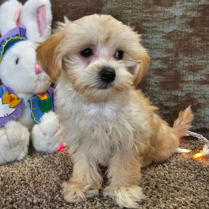 Maltipoo Puppy Tilly