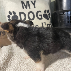 Pembroke Welsh Corgi Puppy Jackie