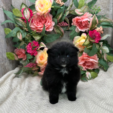Pomsky Puppy Morris