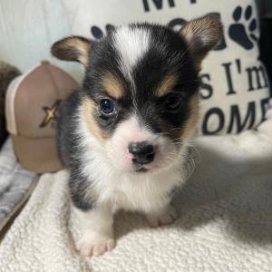 Pembroke Welsh Corgi Puppy Tommy