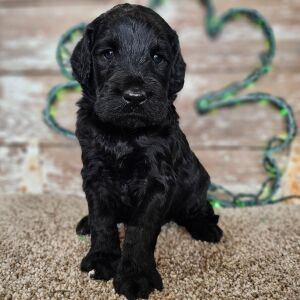 Goldendoodle Puppy Mig