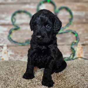 Goldendoodle Puppy Mig