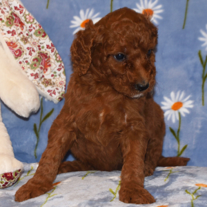 Poodle Puppy Eleanor