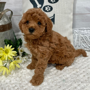 Cavapoo Puppy Kevin