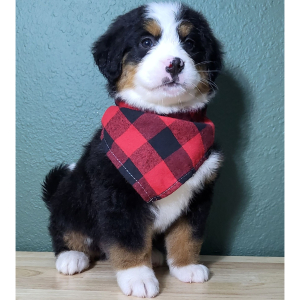 Bernese Mountain Dog Puppy Eddie