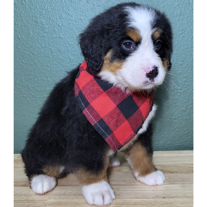 Bernese Mountain Dog Puppy Eddie