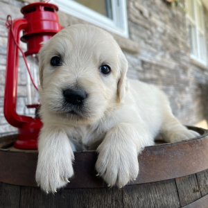 Golden Retriever Puppy Logan