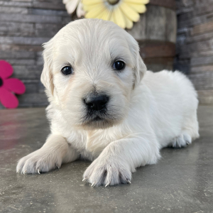 Golden Retriever Puppy Logan