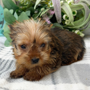 Morkie Puppy Carter