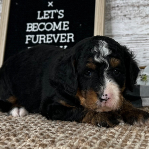 Bernedoodle Puppy Mario