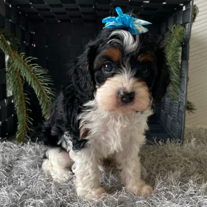 Cavapoo Puppy Braden