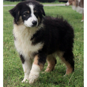 Australian Shepherd Puppy Sparkle